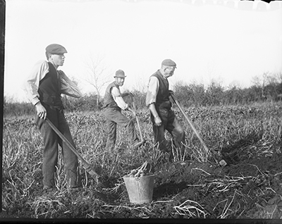 Three men digging potatoes in a field