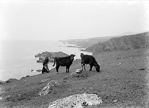 Photo of woman on Achill island with cattle