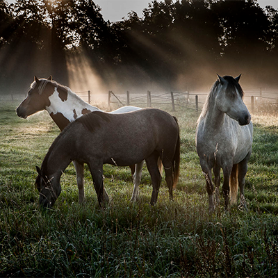 P-SYI2021 Agriculture Cover Image