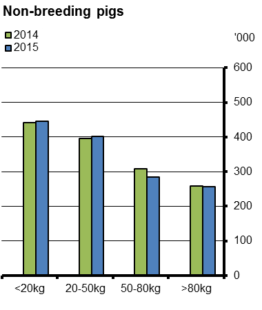 Figure 1 Non-breeding pigs