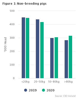 Figure 1 Non-breeding pigs