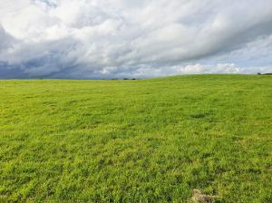 Image 1.1 Improved grassland