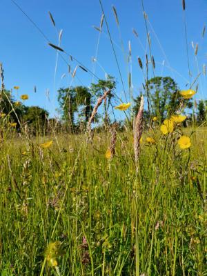 Image 2.2 Lowland hay meadow