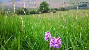 Image 2.3 Molinia meadow