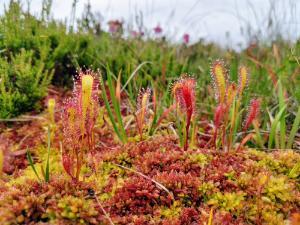 Frontier Publication - Peatlands and Heathlands 2021 Image 7.1 Active Raised Bogs