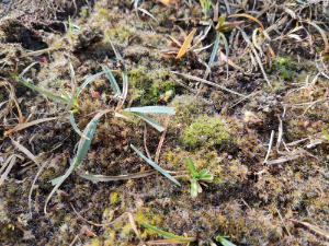 Frontier Publication - Peatlands and Heathlands 2021 Image 7.2 Degraded Raised Bogs