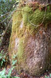 Frontier Publication - Peatlands and Heathlands 2021 Image 7.3 Petrifying Spring