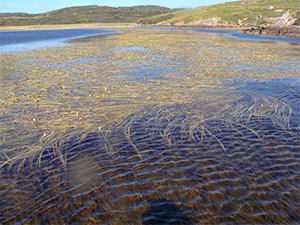 Photograph 6.2 Sheskinmore moderate alkalinity lake